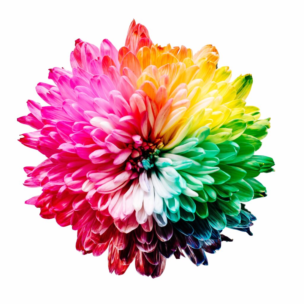 A single rainbow carnation sits on a white background