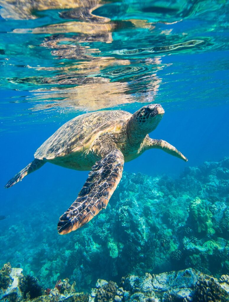 Sea turtle floats just under the surface of the ocean water with coral below