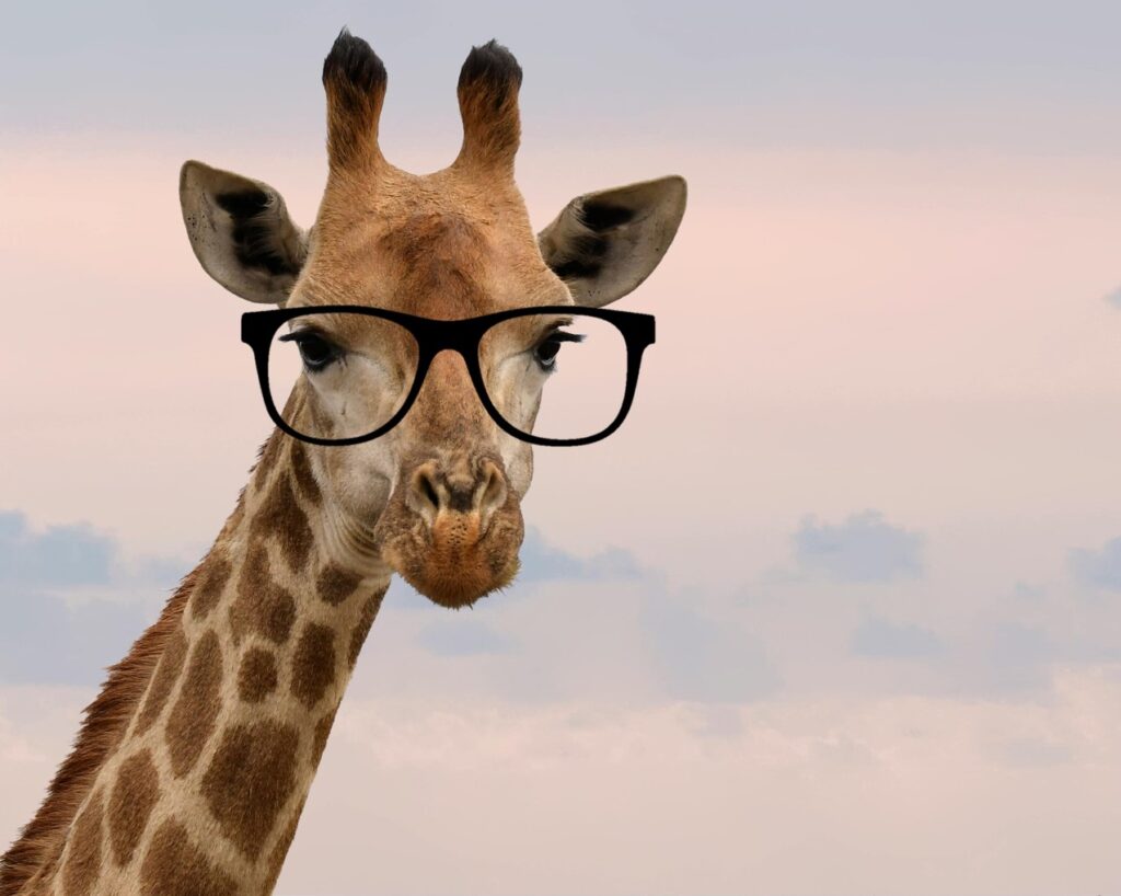 Giraffe with nerd glasses looks at the camera