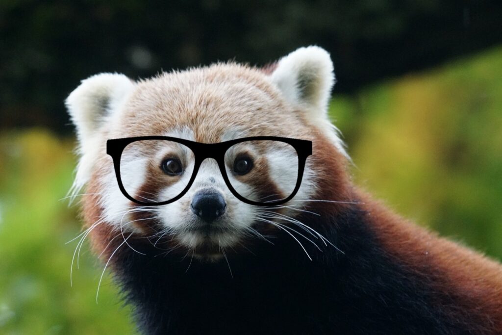 Red Panda wearing black framed nerdy glasses looks at camera