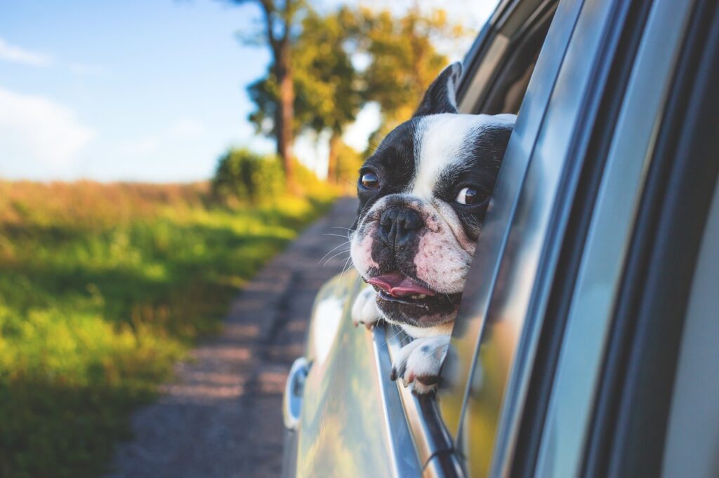 Box terrier dog looks out window of fast moving car